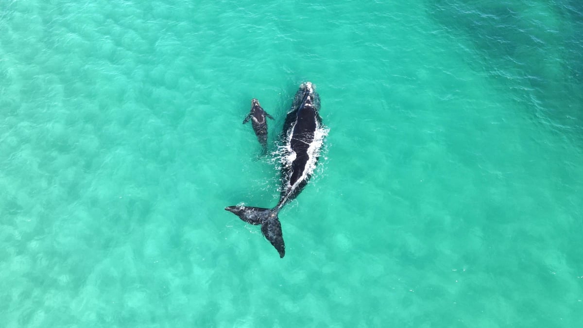 Southern Right Whale in the wild
