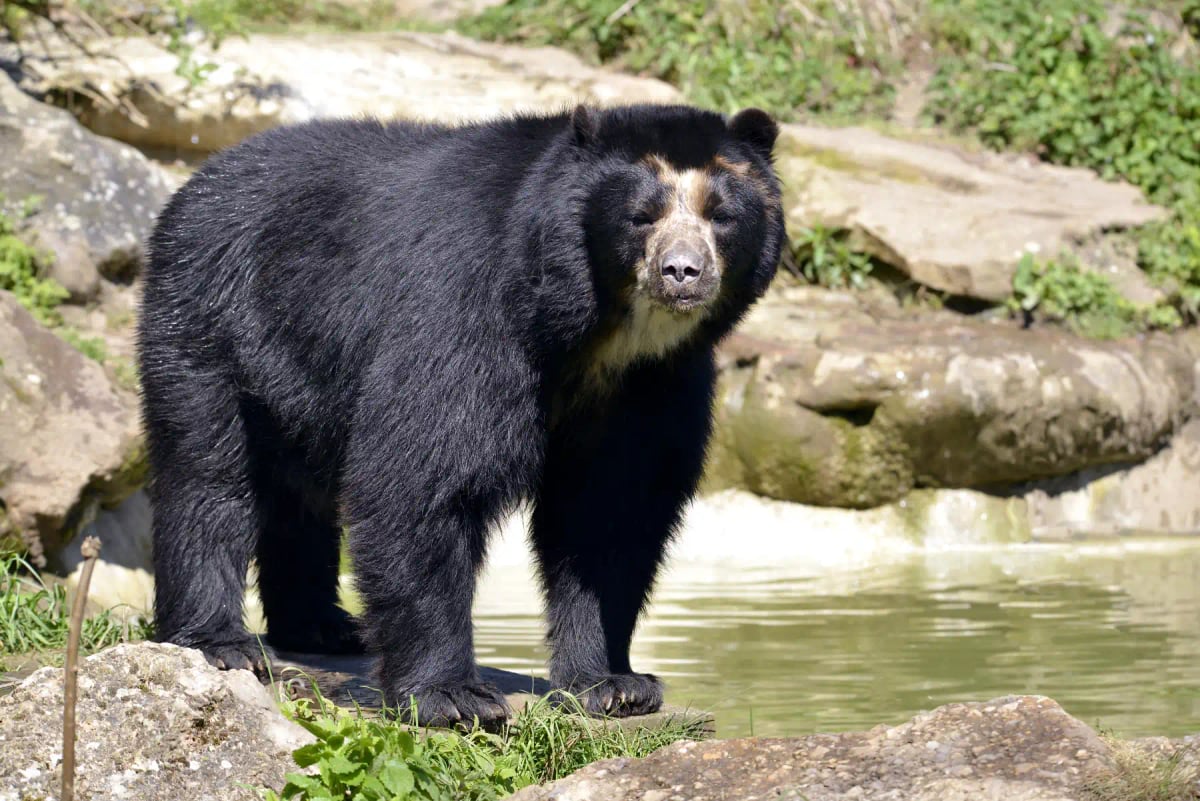 Spectacled Bear