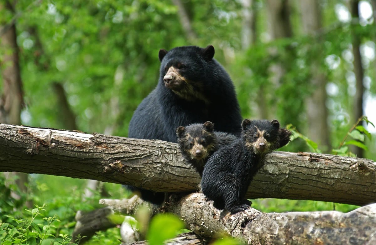 Photo by Slowmotiongli on iStock Spectacled Bear in the wild