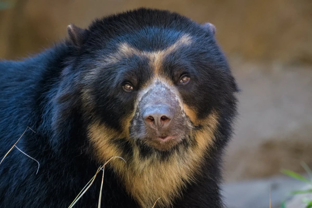 Spectacled Bear in the wild