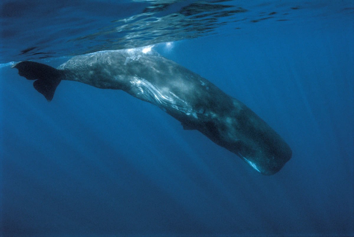 Photo by Sergio Hanquet on iStock Sperm Whale in the wild