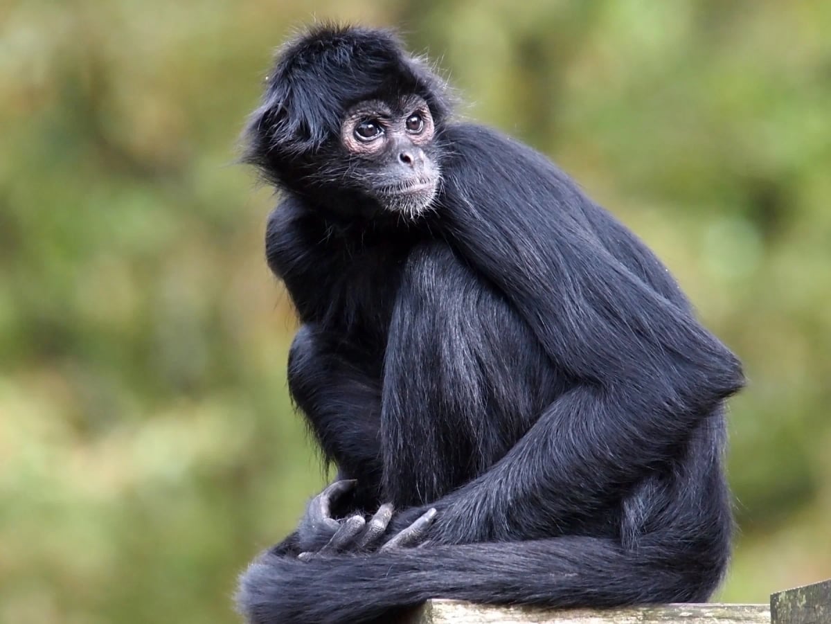 Spider Monkey