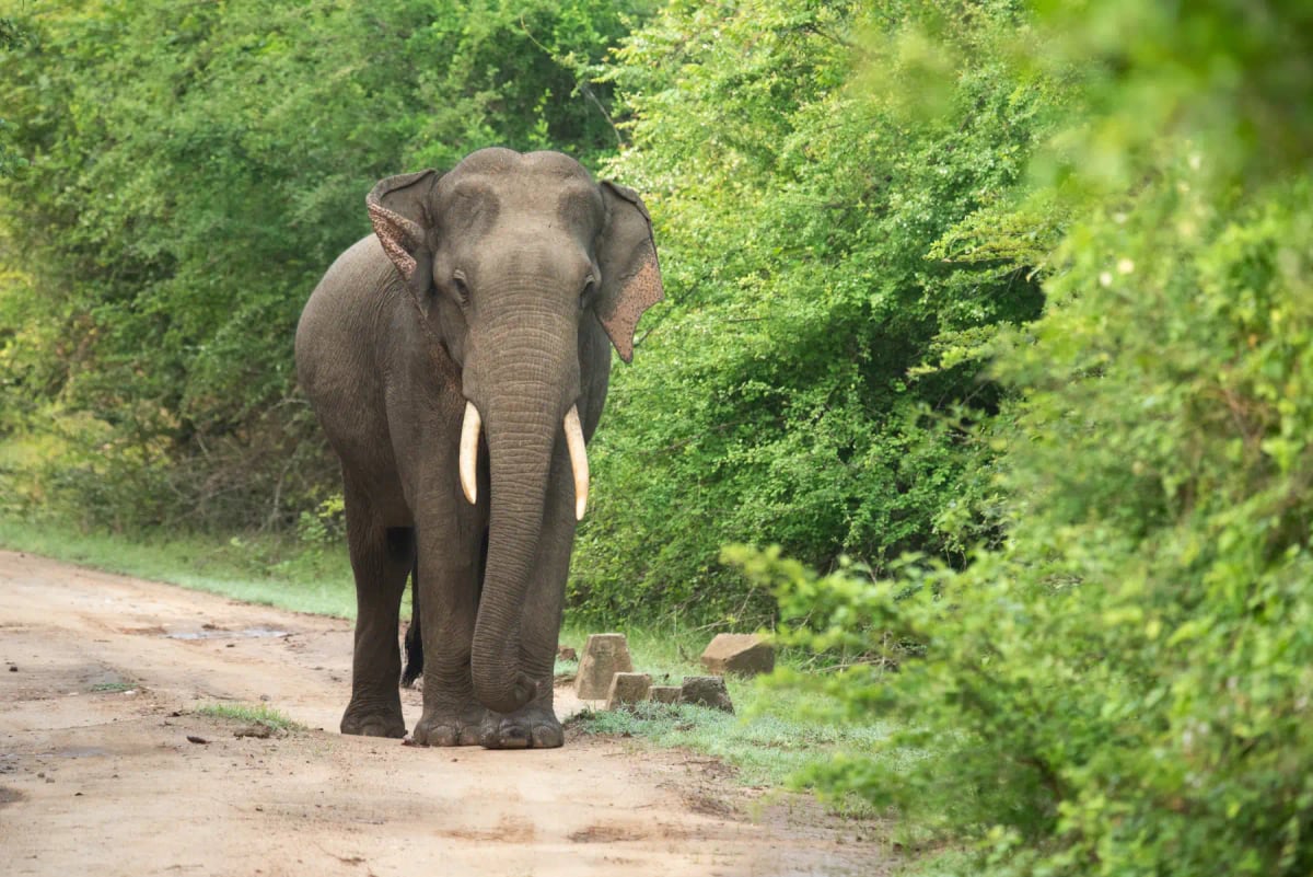 Sri Lankan Elephant