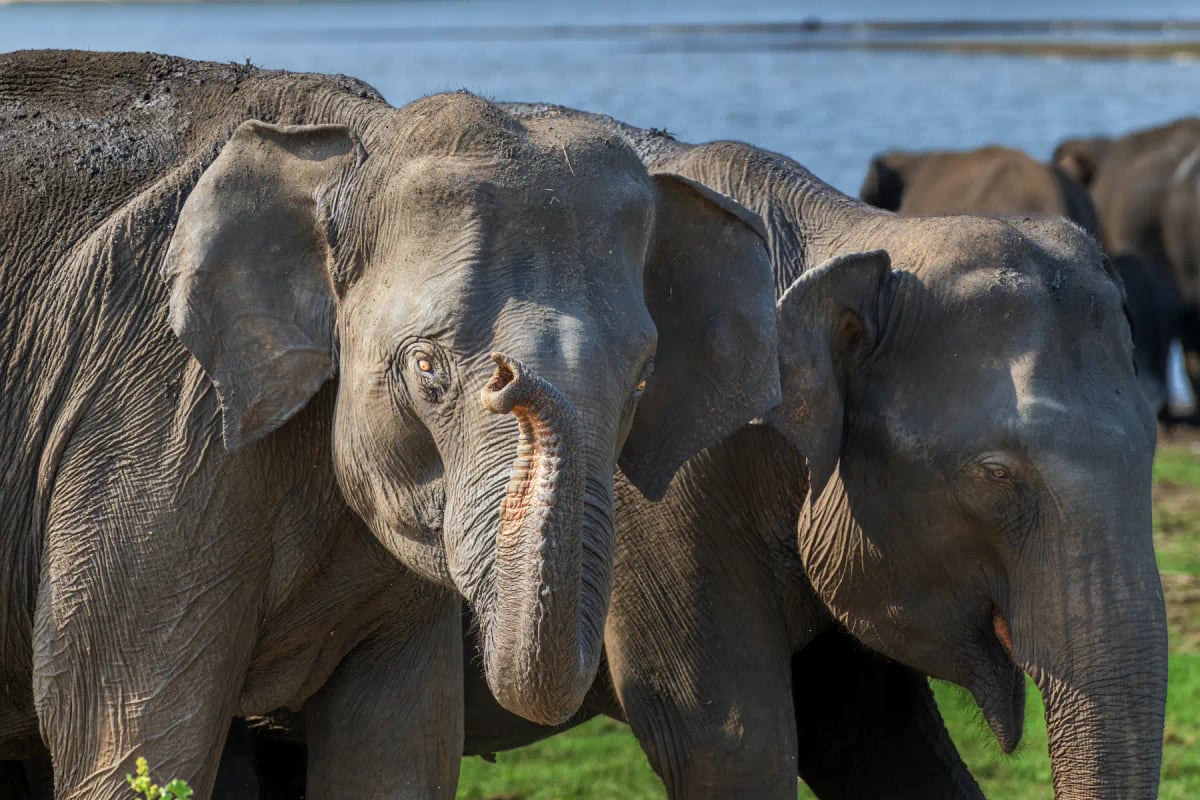 Photo by JohnKarmouche on iStock Sri Lankan Elephant in the wild