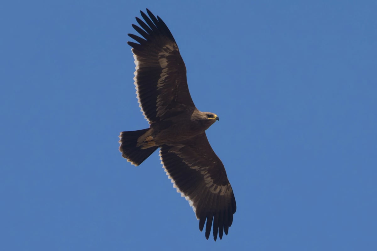 Photo by Wichyanan Limparungpatthanakij on iStock Steppe Eagle in the wild
