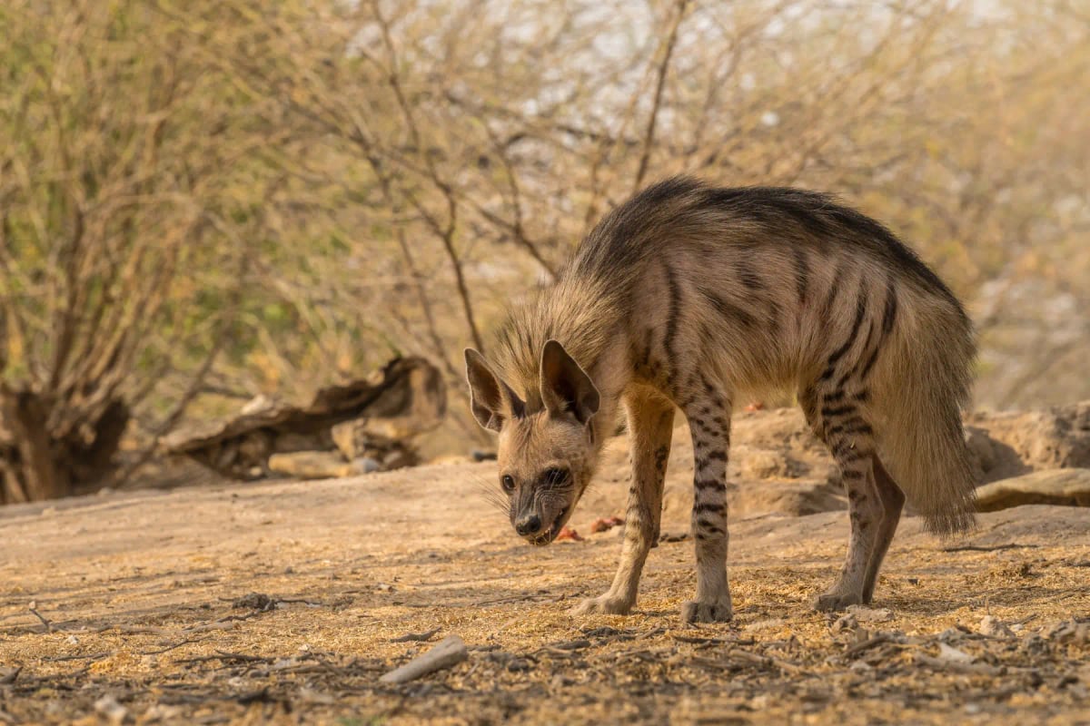 Photo by Nilesh Shah on iStock Striped Hyena in the wild