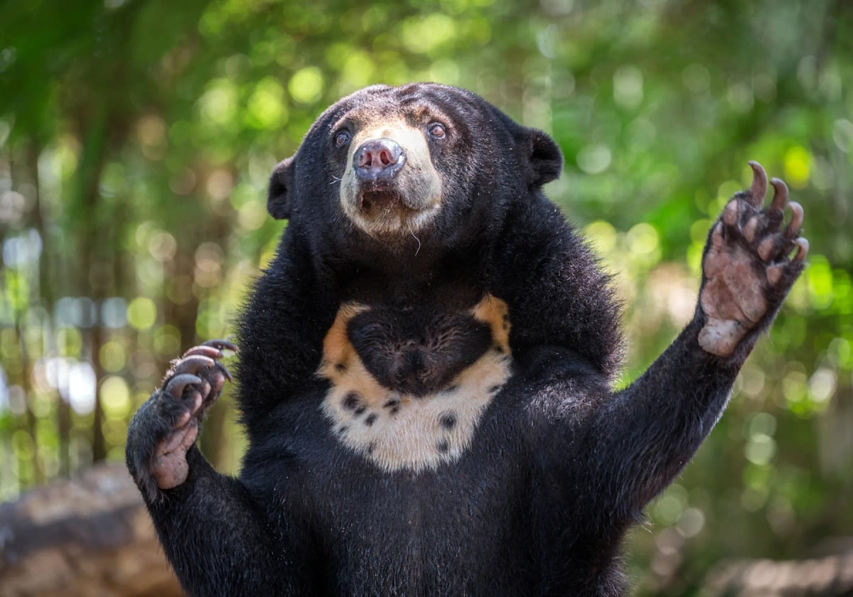 Photo by undefined undefined on iStock Sun Bear in the wild