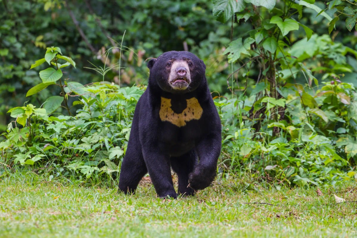 Sun Bear in the wild