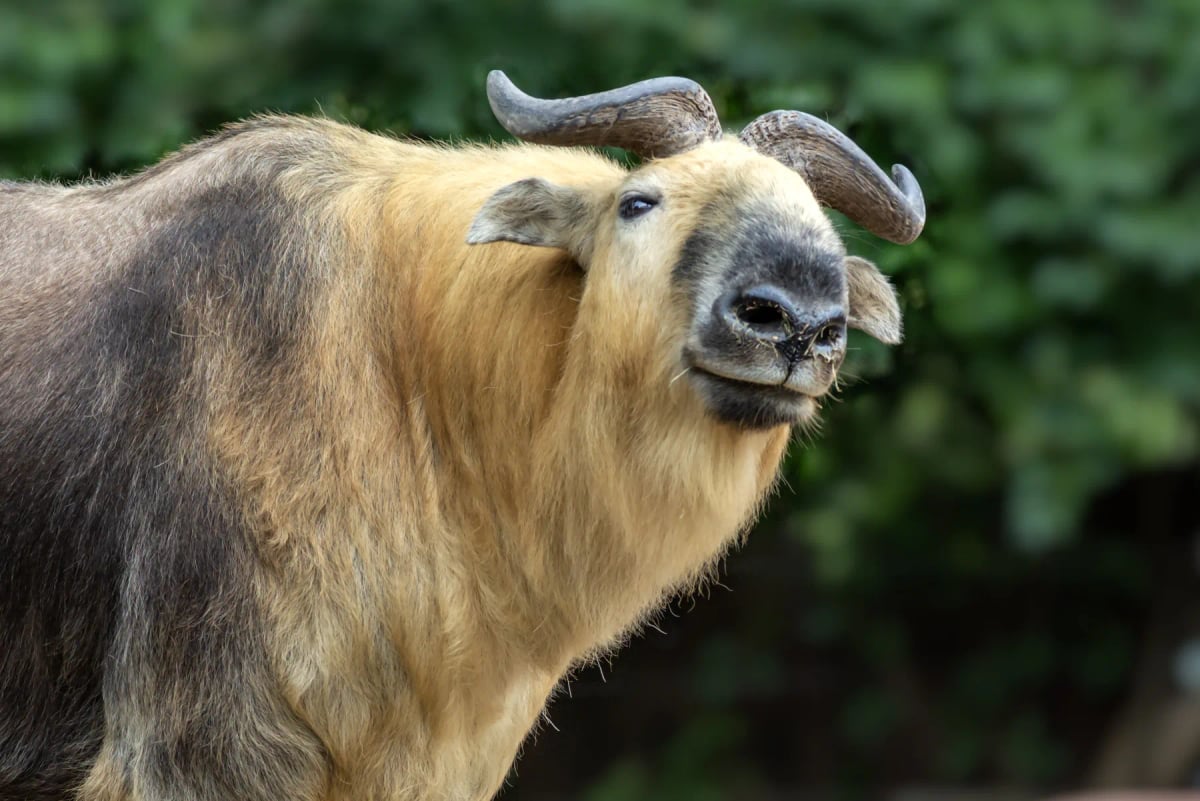 Photo by curioustiger on iStock Takin in the wild