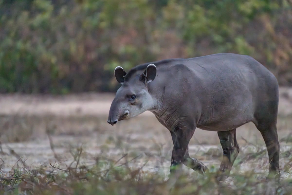 Photo by BrianScantlebury on iStock Tapir in the wild