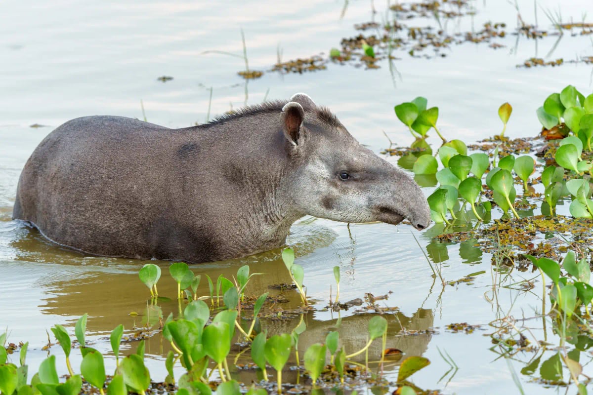 Tapir in the wild