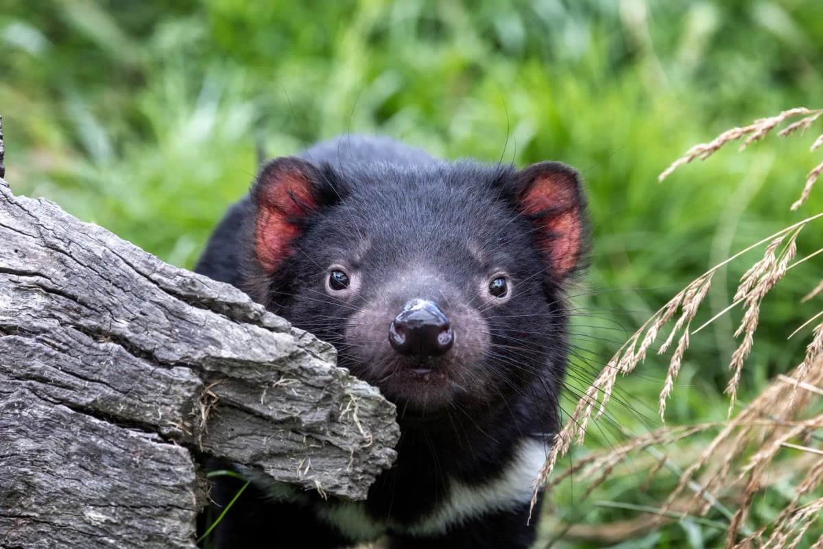 Photo by Rixipix on iStock Tasmanian Devil in the wild