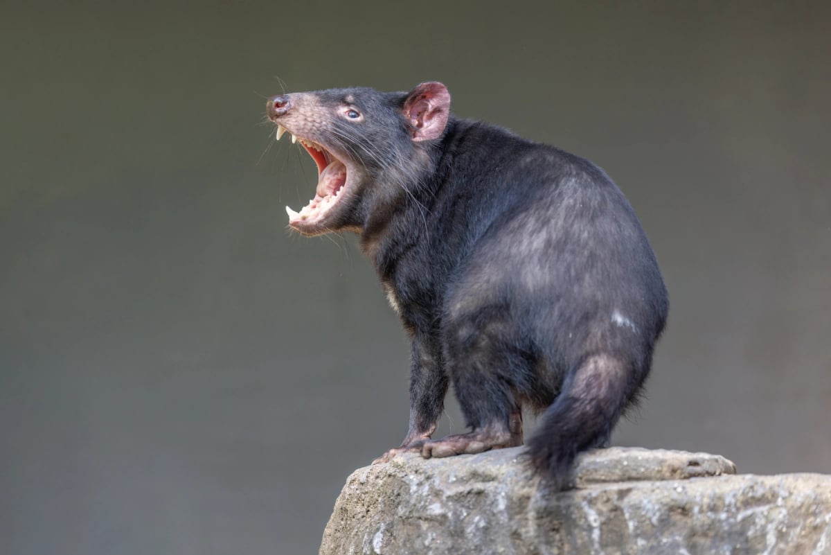 Tasmanian Devil in the wild