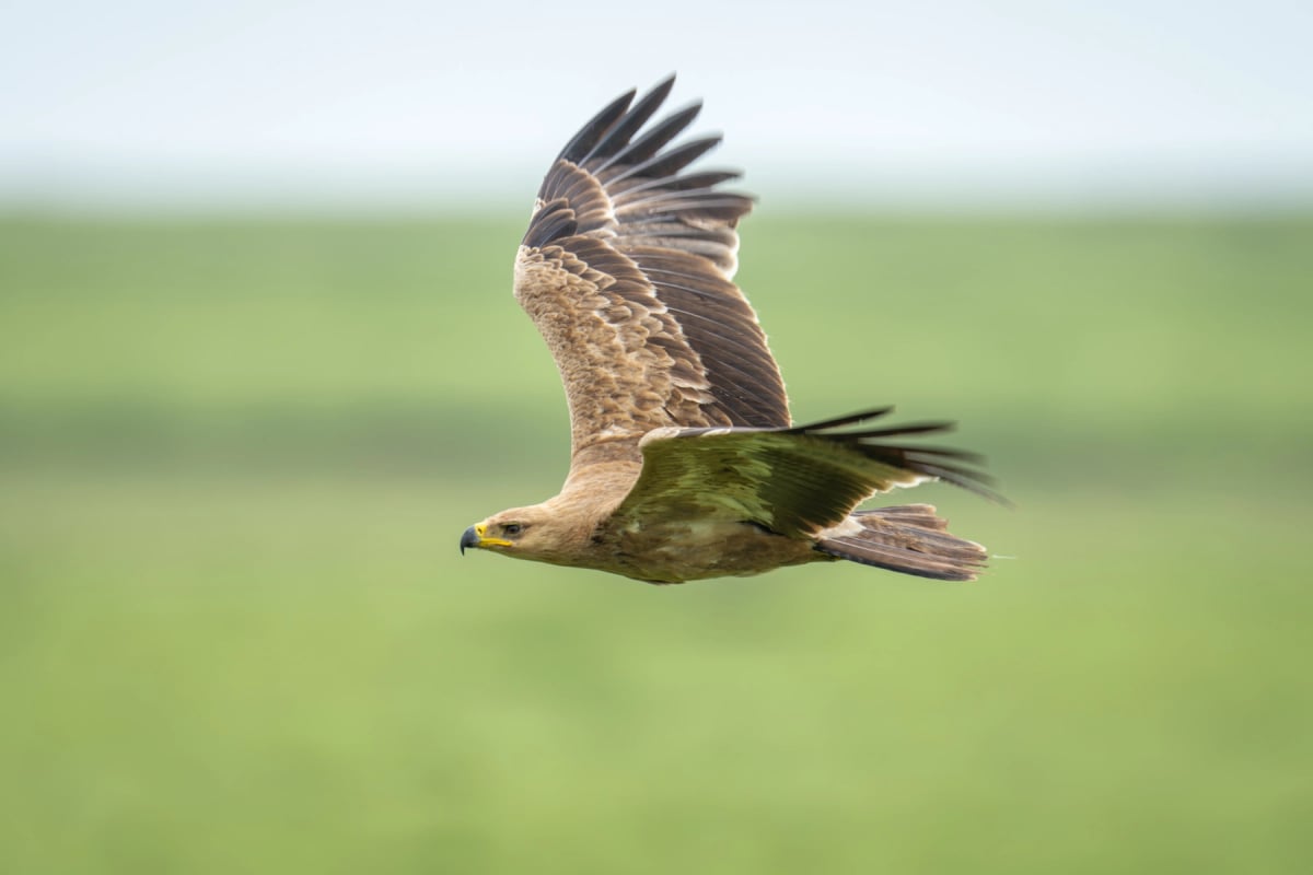Photo by nicholas_dale on iStock Tawny Eagle in the wild