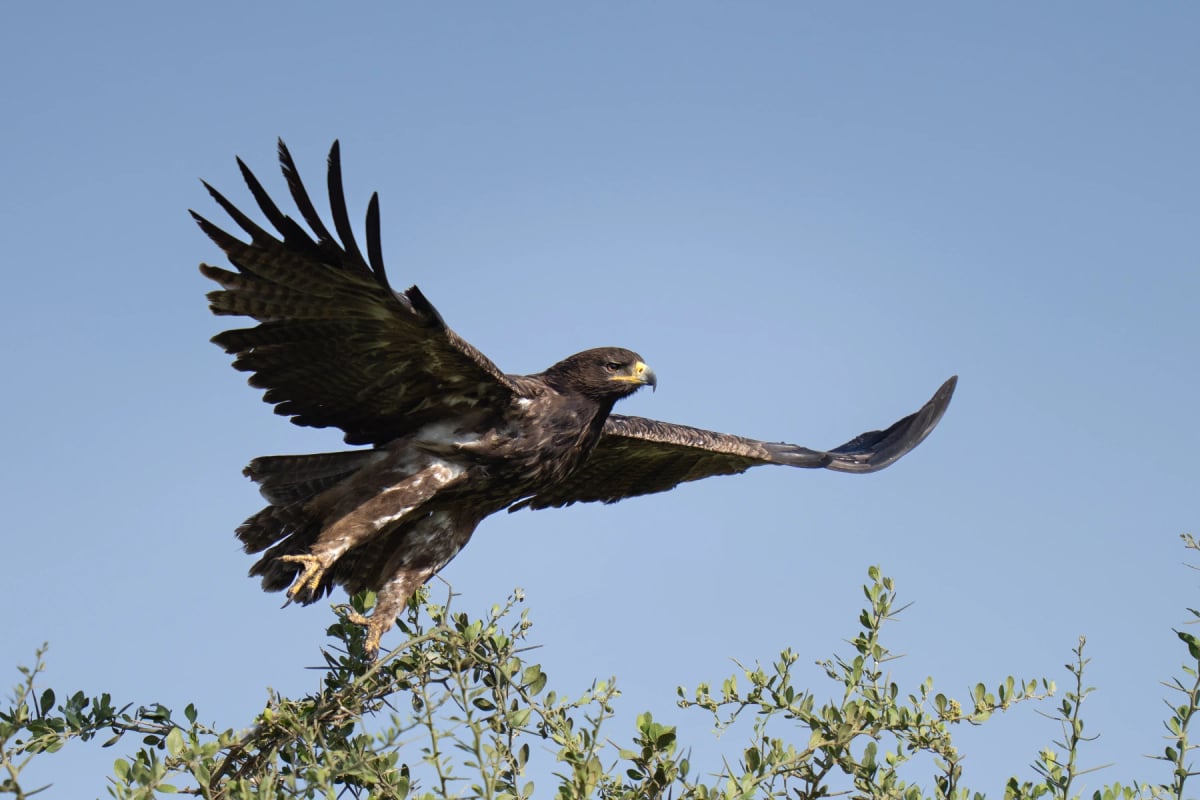 Tawny Eagle in the wild