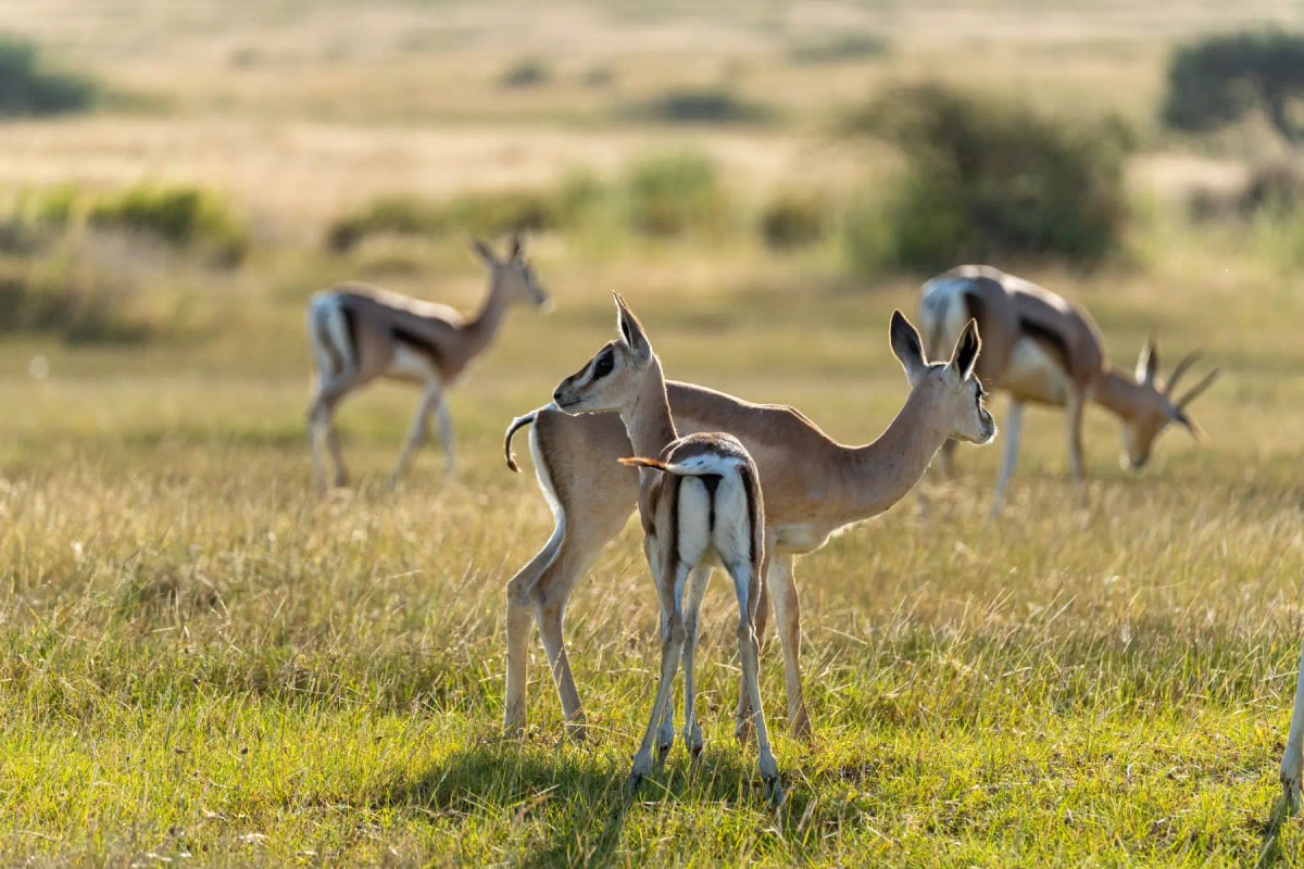 Photo by Eli Wilson on iStock Thomson's Gazelle in the wild