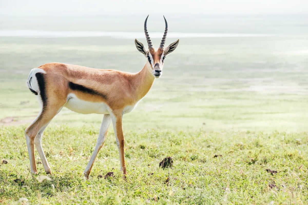 Thomson's Gazelle in the wild