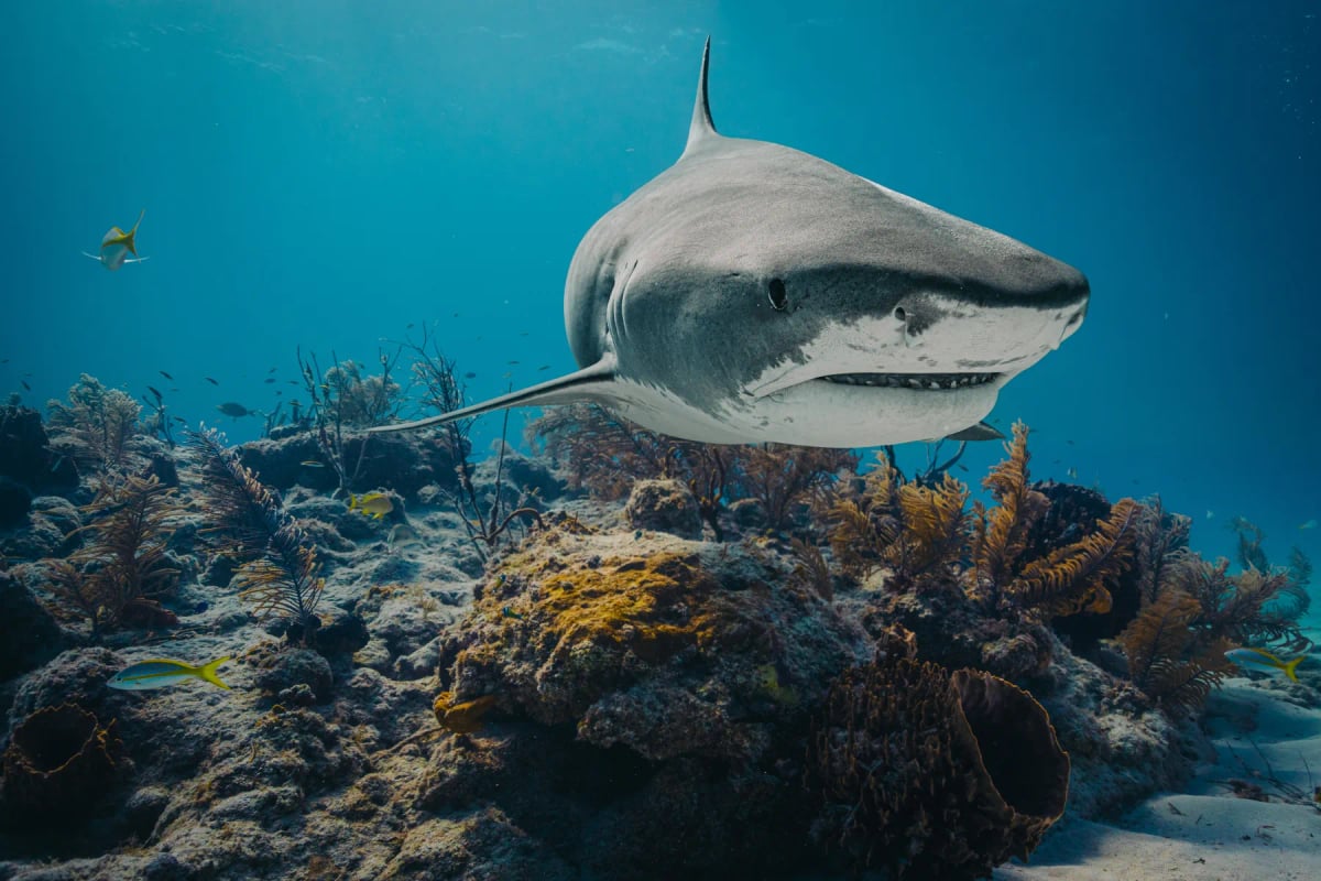 Photo by treiber photography on iStock Tiger Shark in the wild