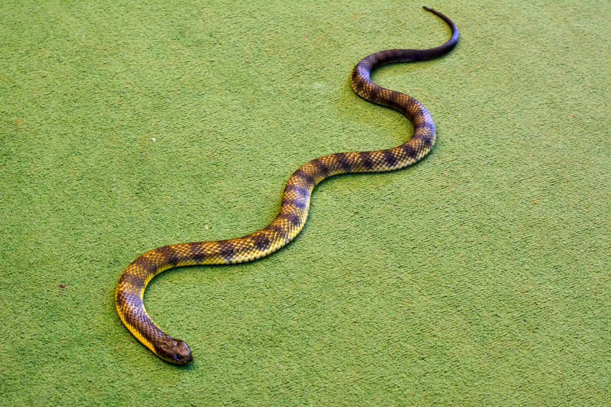 Photo by AlizadaStudios on iStock Tiger Snake in the wild