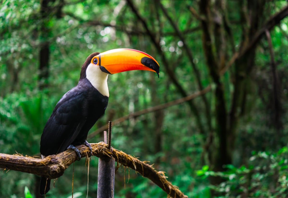 Toucan