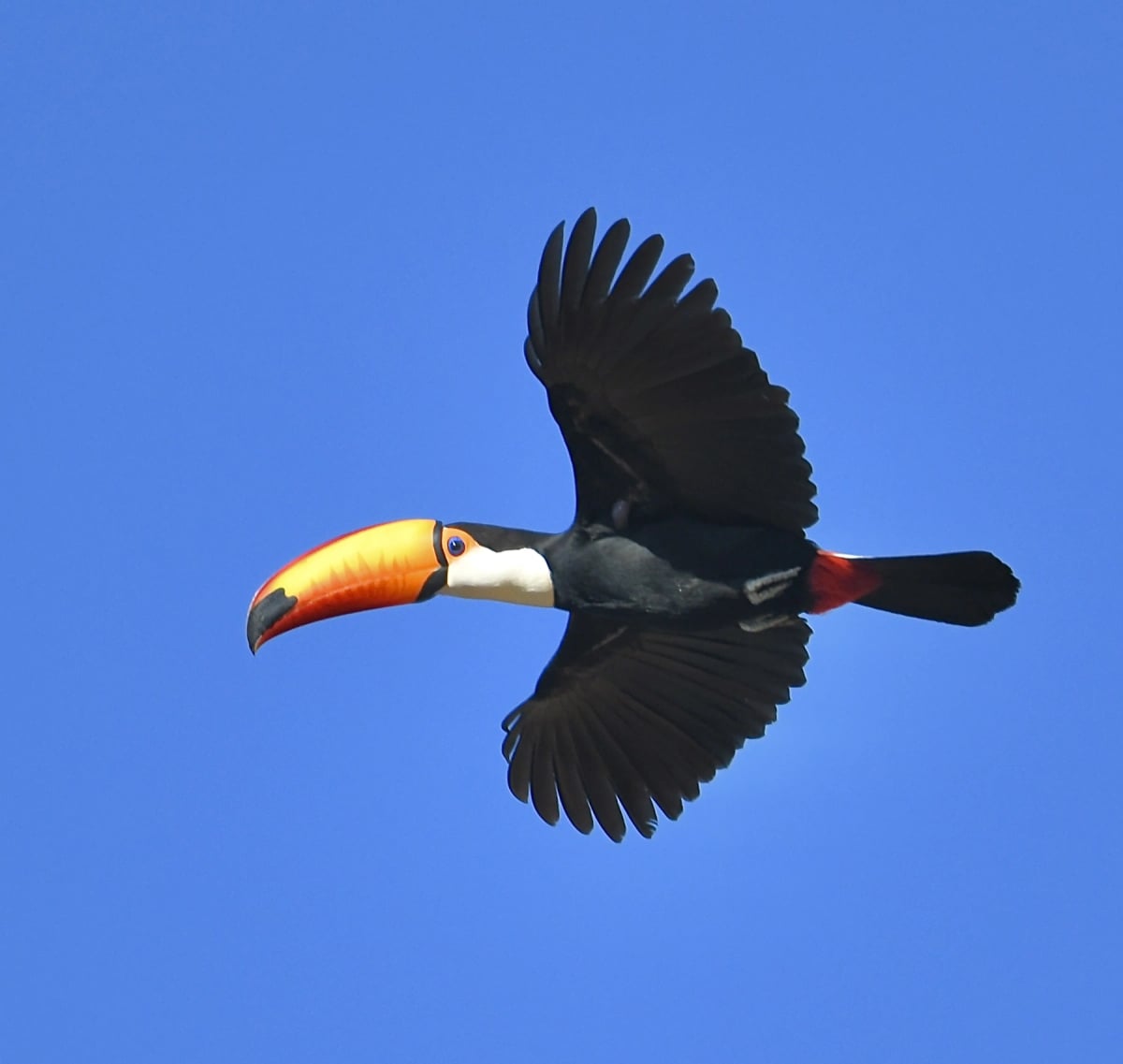 Photo by Seth Heilman on iStock Toucan in the wild