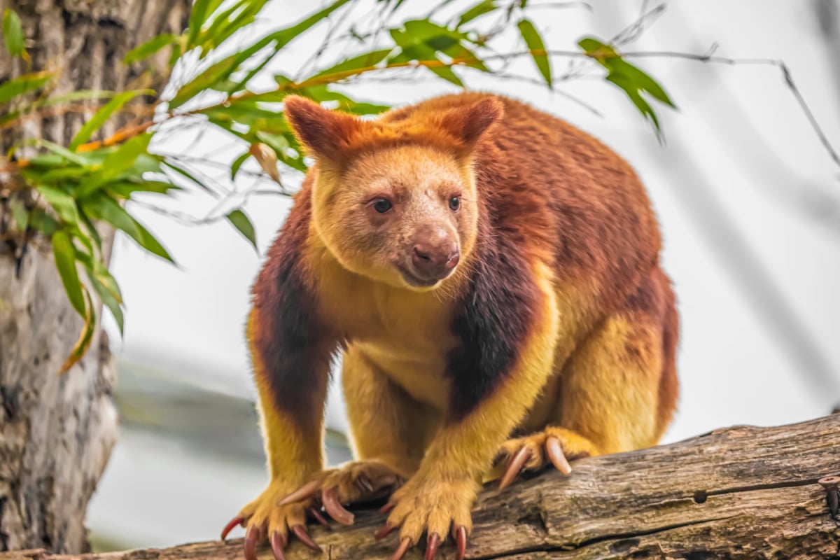 Tree Kangaroo