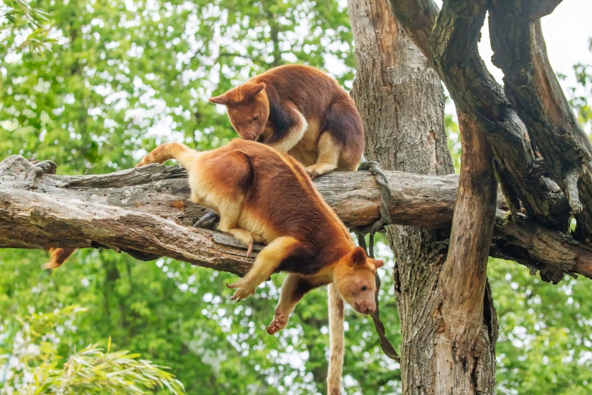 Photo by Elen Marlen on iStock Tree Kangaroo in the wild