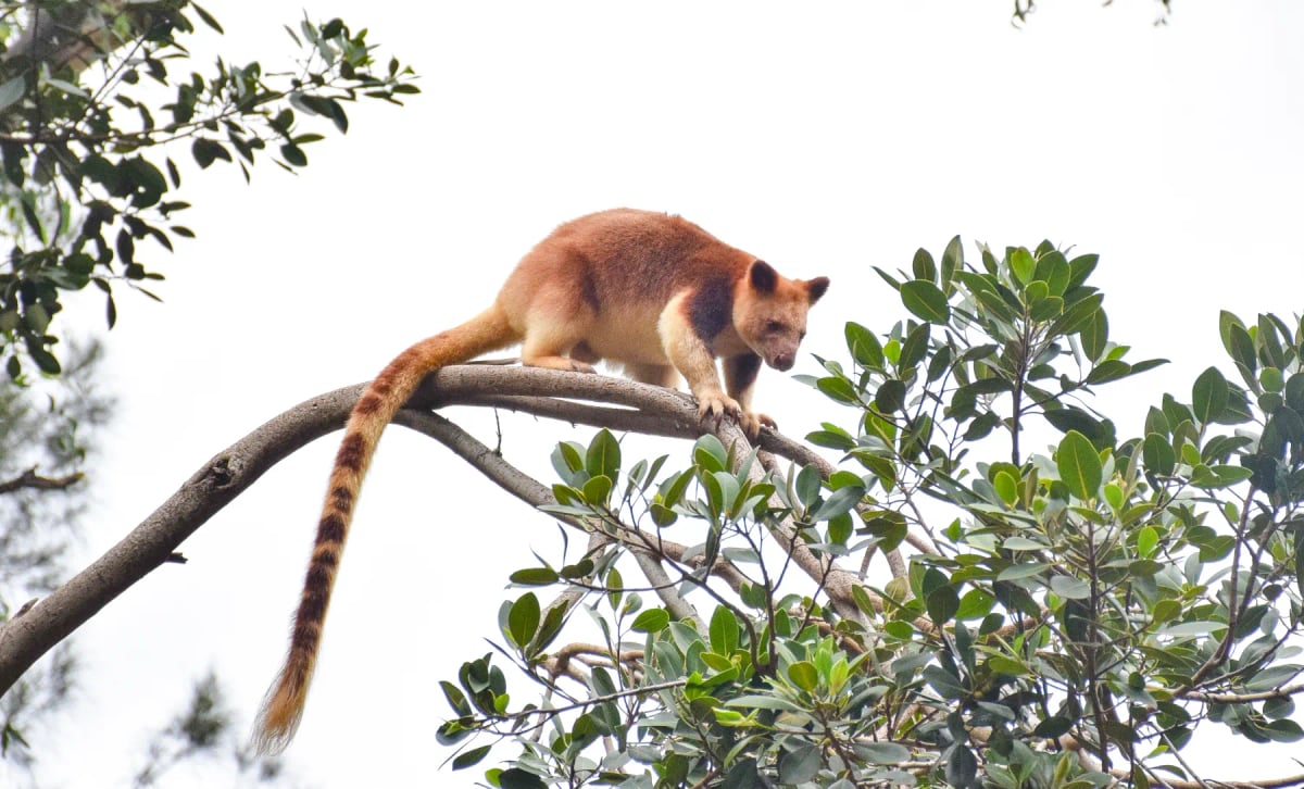 Tree Kangaroo in the wild