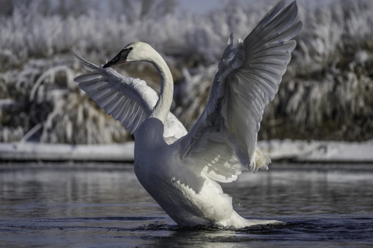 Photo by Tony LePrieur on iStock Trumpeter Swan in the wild