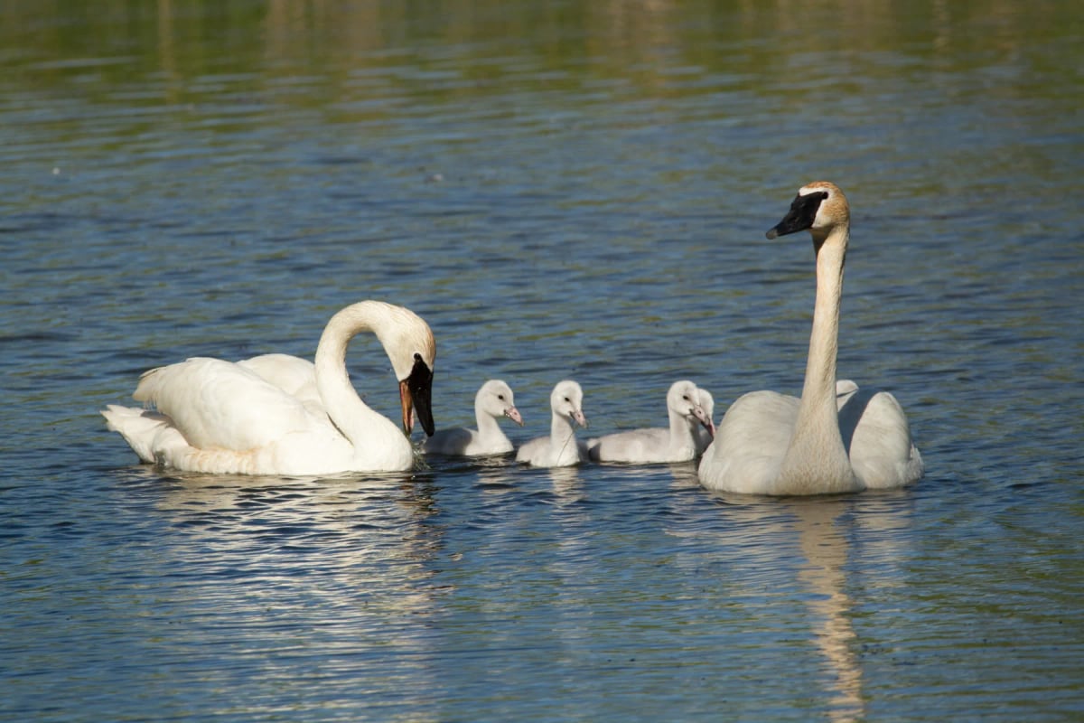 Trumpeter Swan in the wild