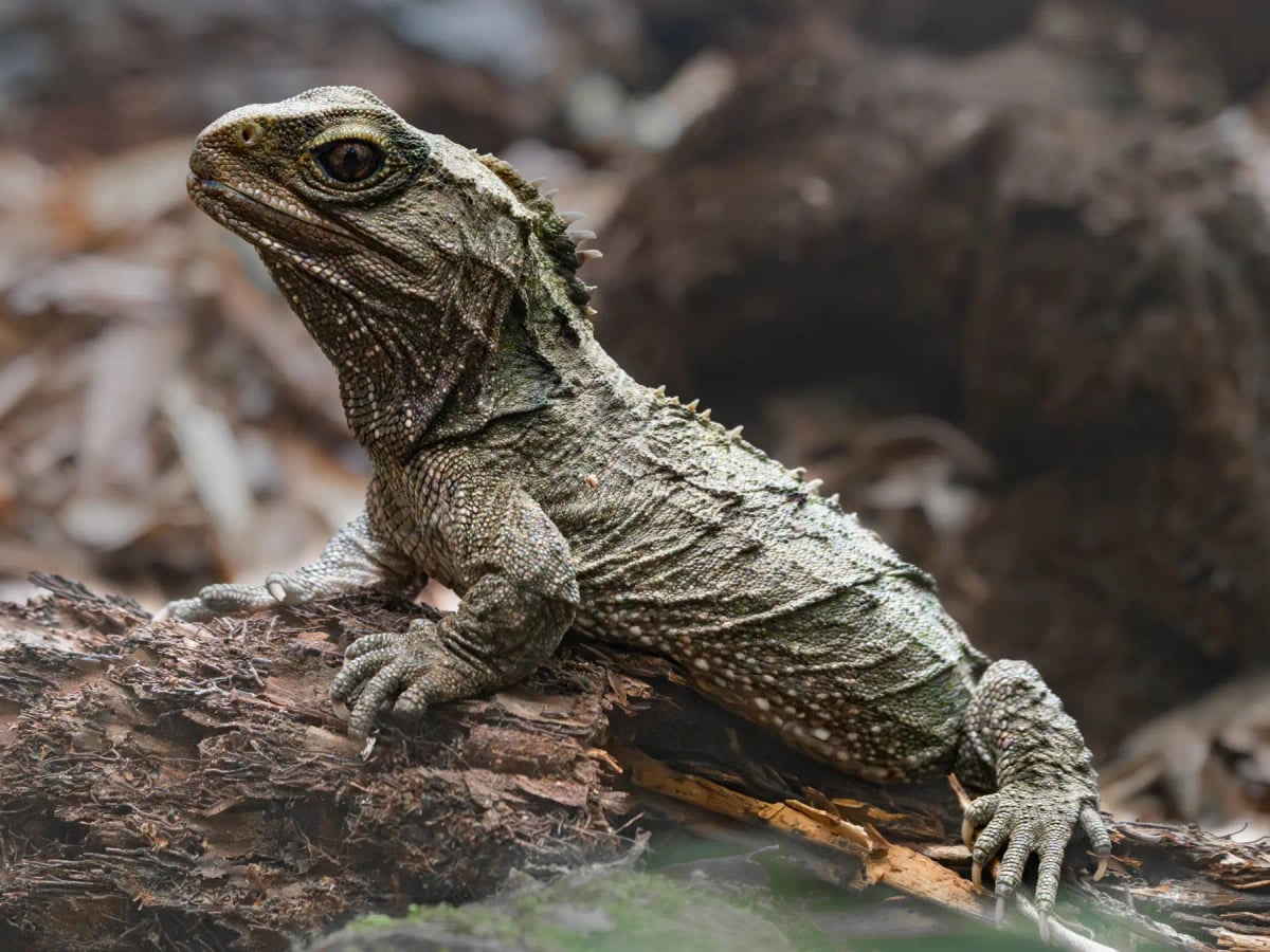 Tuatara
