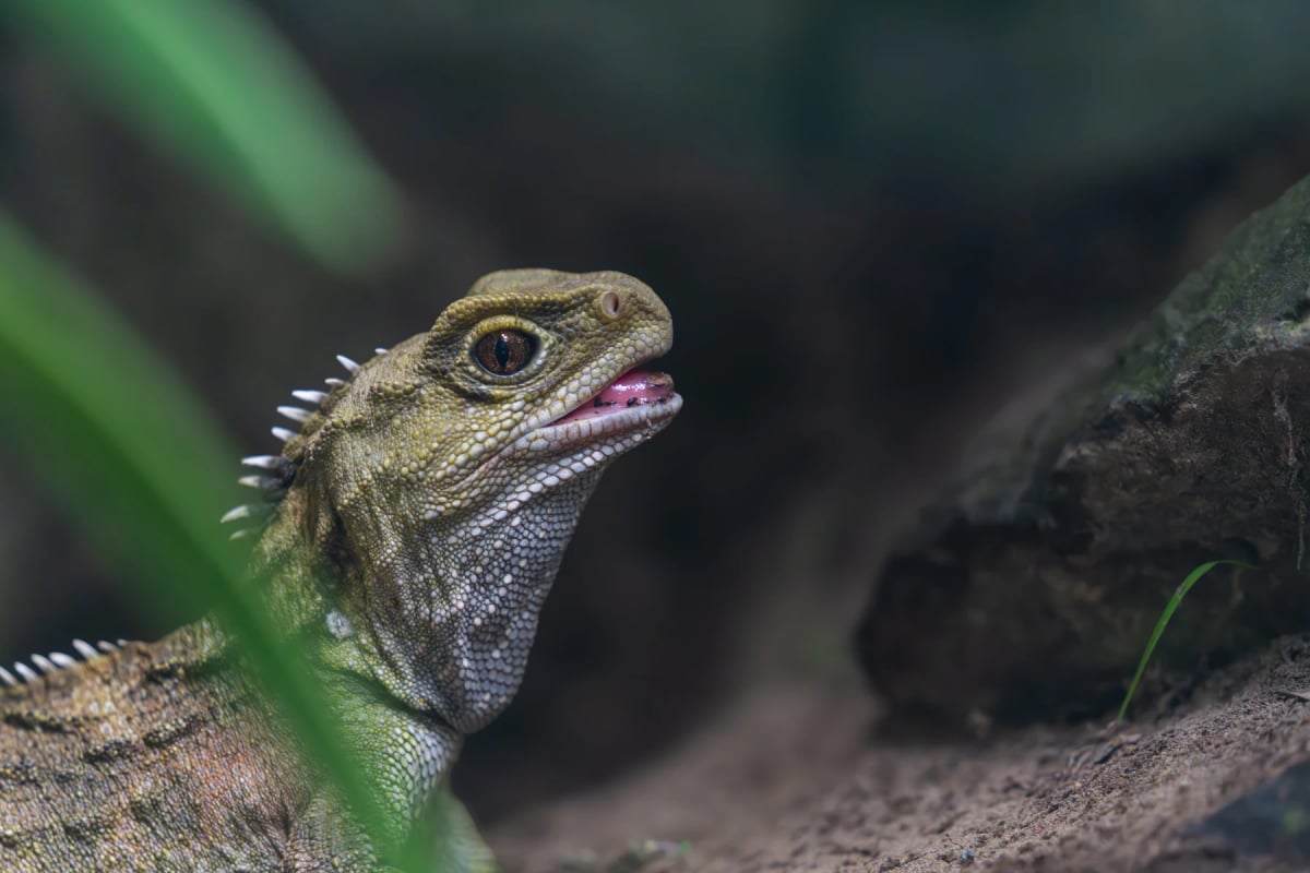 Photo by BrianScantlebury on iStock Tuatara in the wild