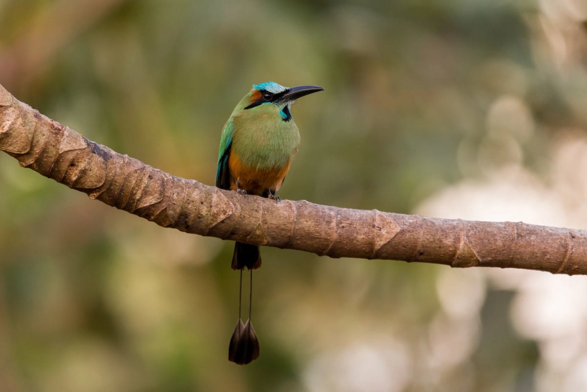 Turquoise browed Motmot