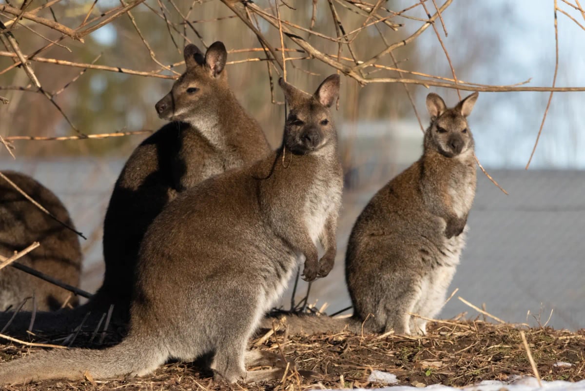 Photo by mihail1981 on iStock Wallaby in the wild