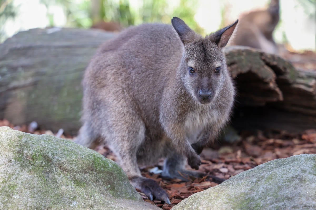 Wallaby in the wild