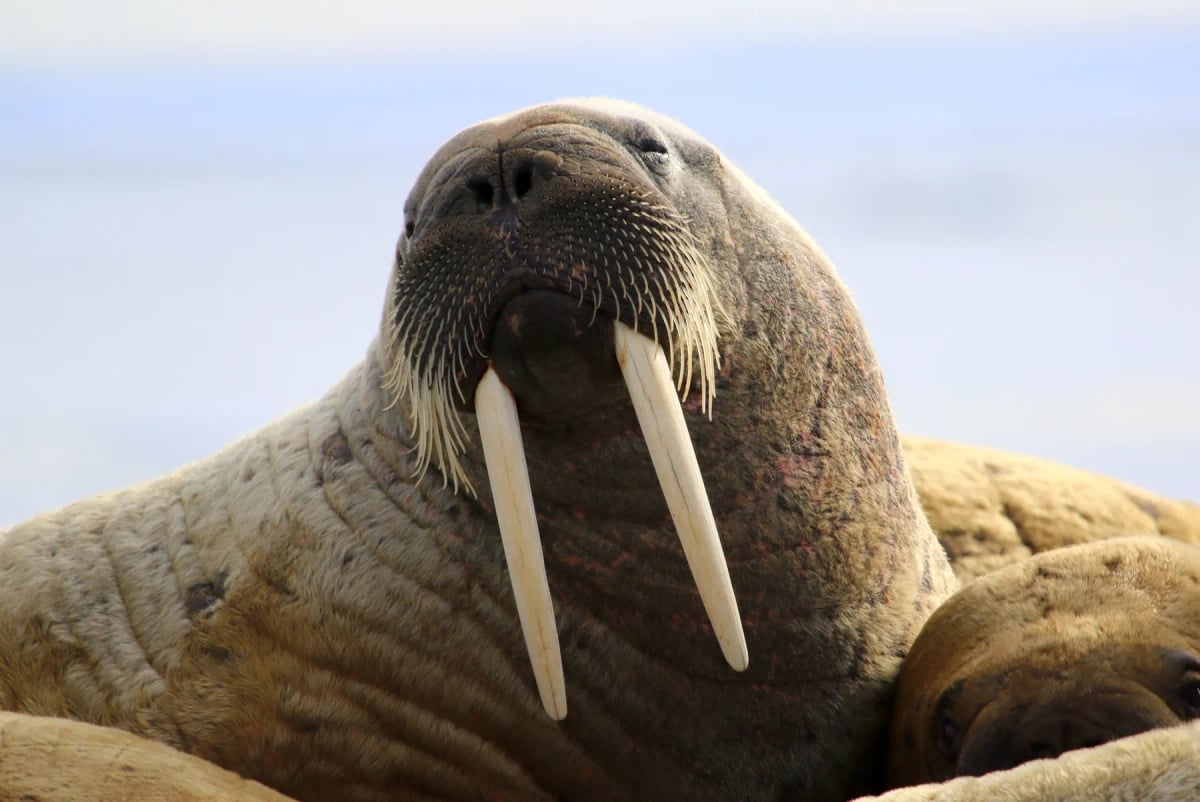 Photo by amheruko on iStock Walrus in the wild