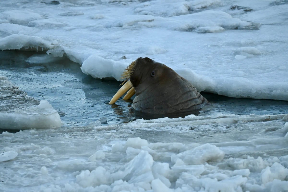 Walrus in the wild