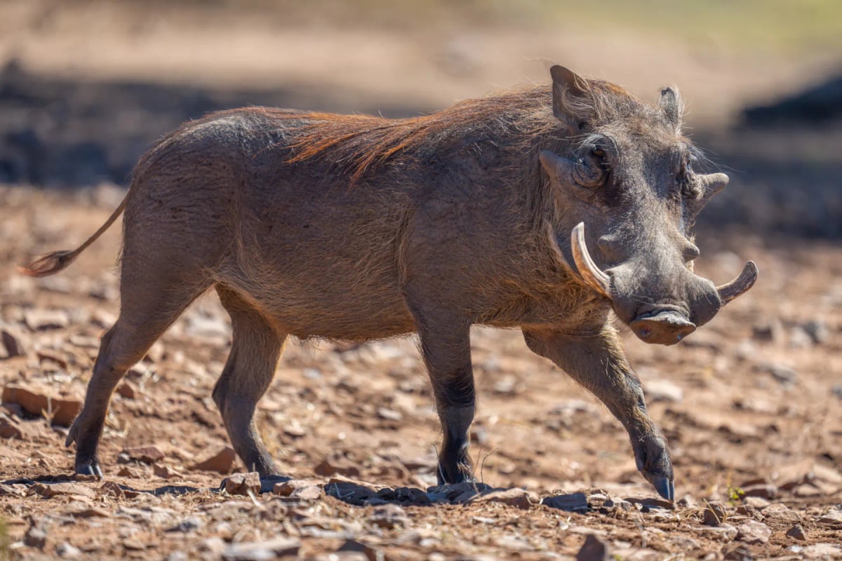 Photo by nicholas_dale on iStock Warthog in the wild
