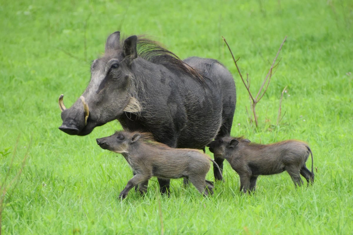 Warthog in the wild