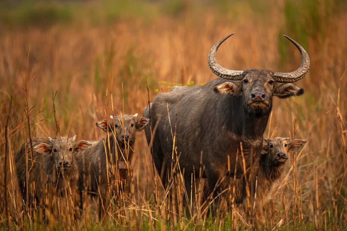 Photo by Soumabrata Moulick on iStock Water Buffalo in the wild