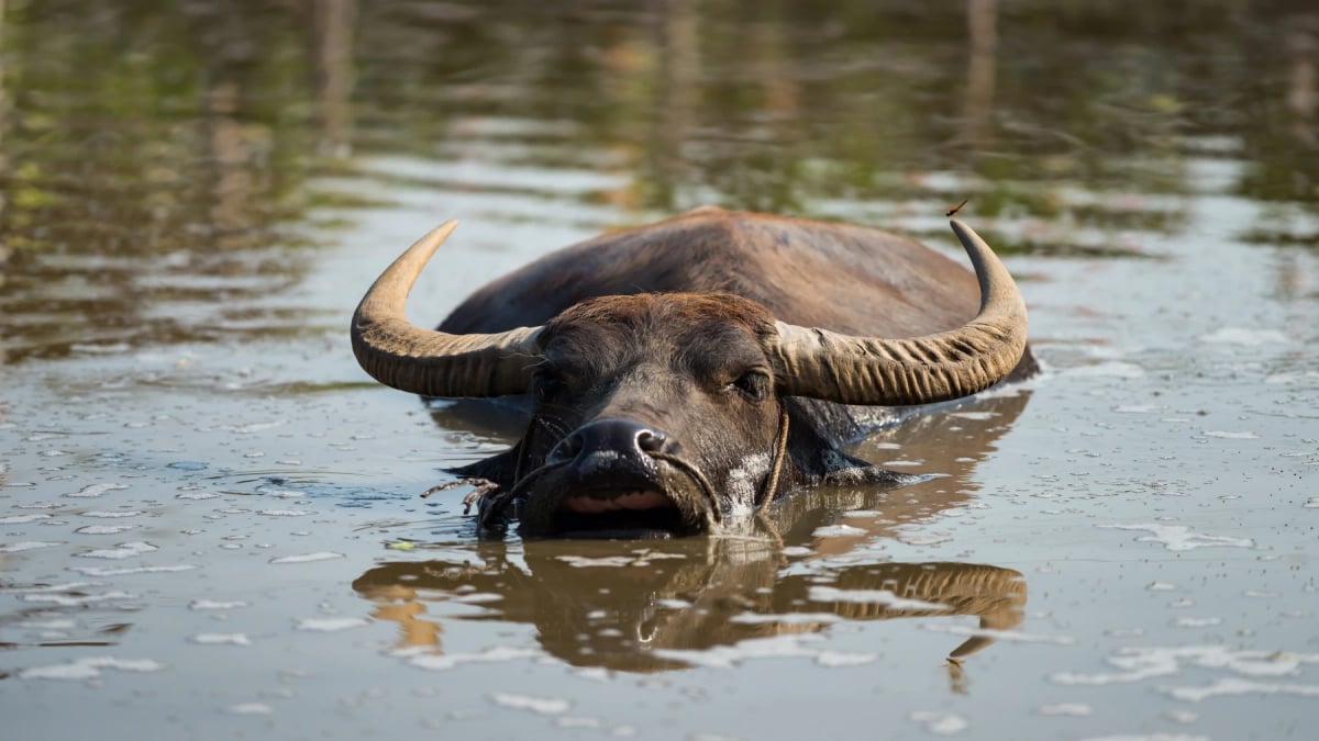 Water Buffalo in the wild