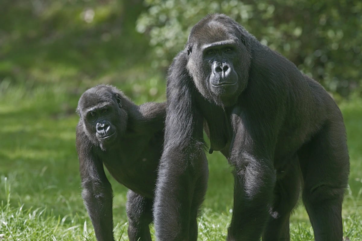 Western Lowland Gorilla