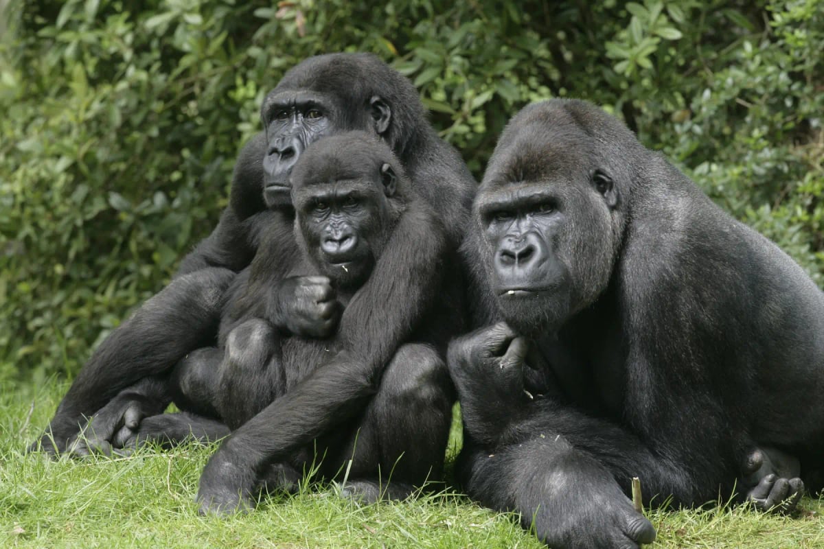 Photo by MikeLane45 on iStock Western Lowland Gorilla in the wild