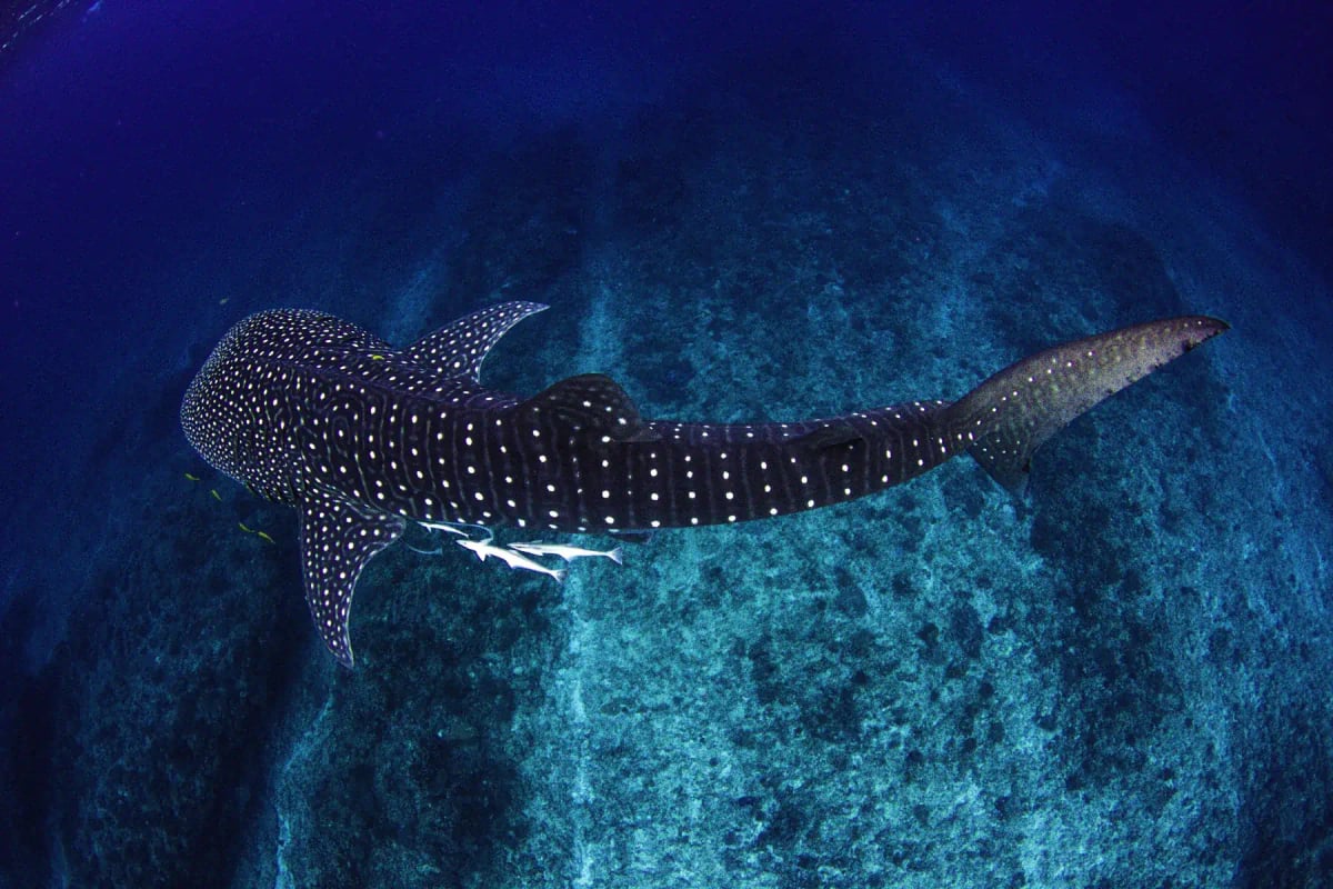 Photo by indianoceanimagery on iStock Whale Shark in the wild