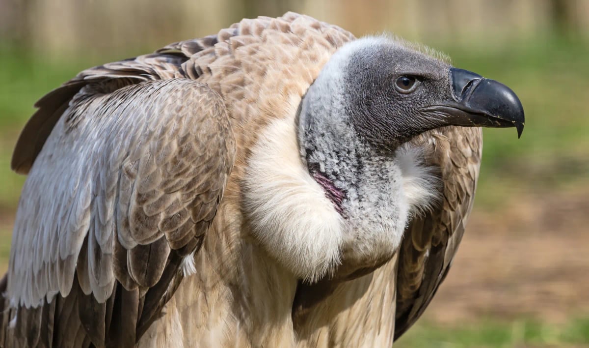 Photo by tane-mahuta on iStock White backed Vulture in the wild