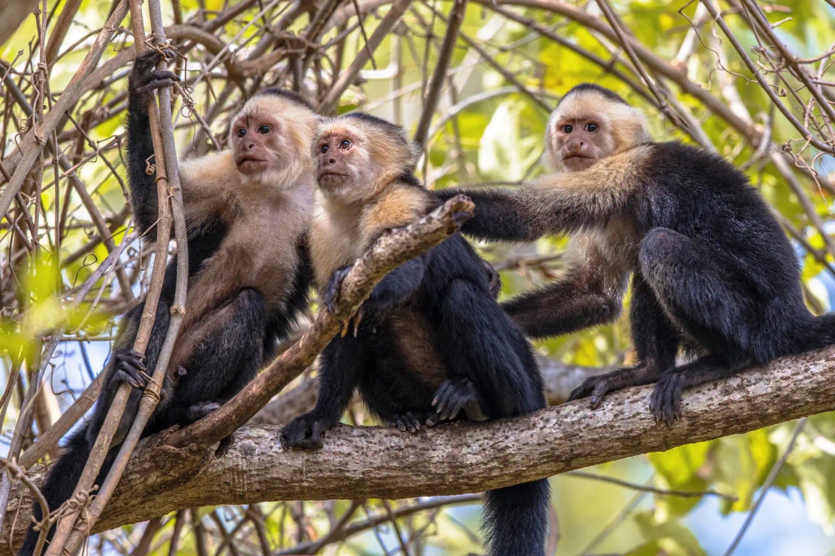 Photo by CreativeNature_nl on iStock White faced Capuchin in the wild