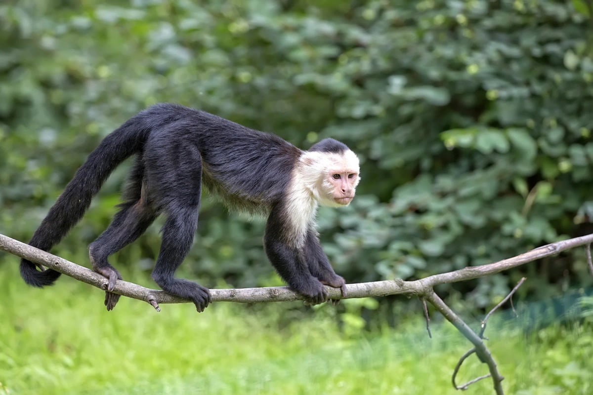 White faced Capuchin in the wild