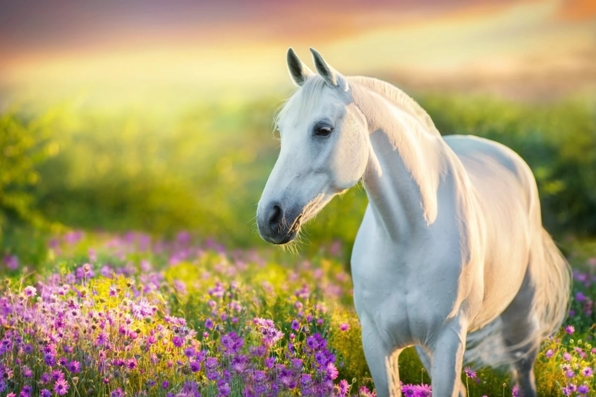 Photo by Nemyrivskyi Viacheslav on iStock White Stallion in the wild