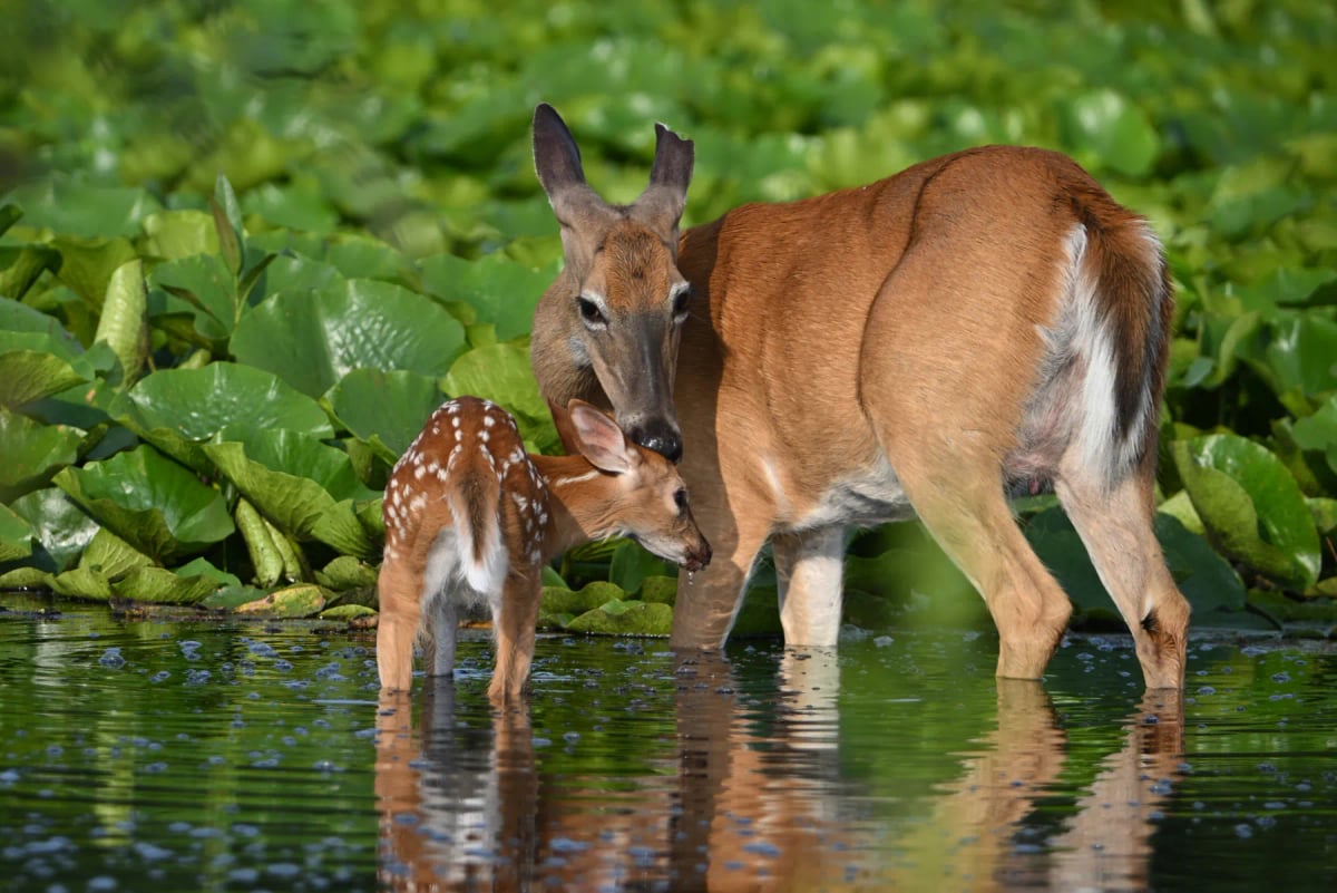 Photo by Carol Hamilton on iStock White tailed Deer in the wild