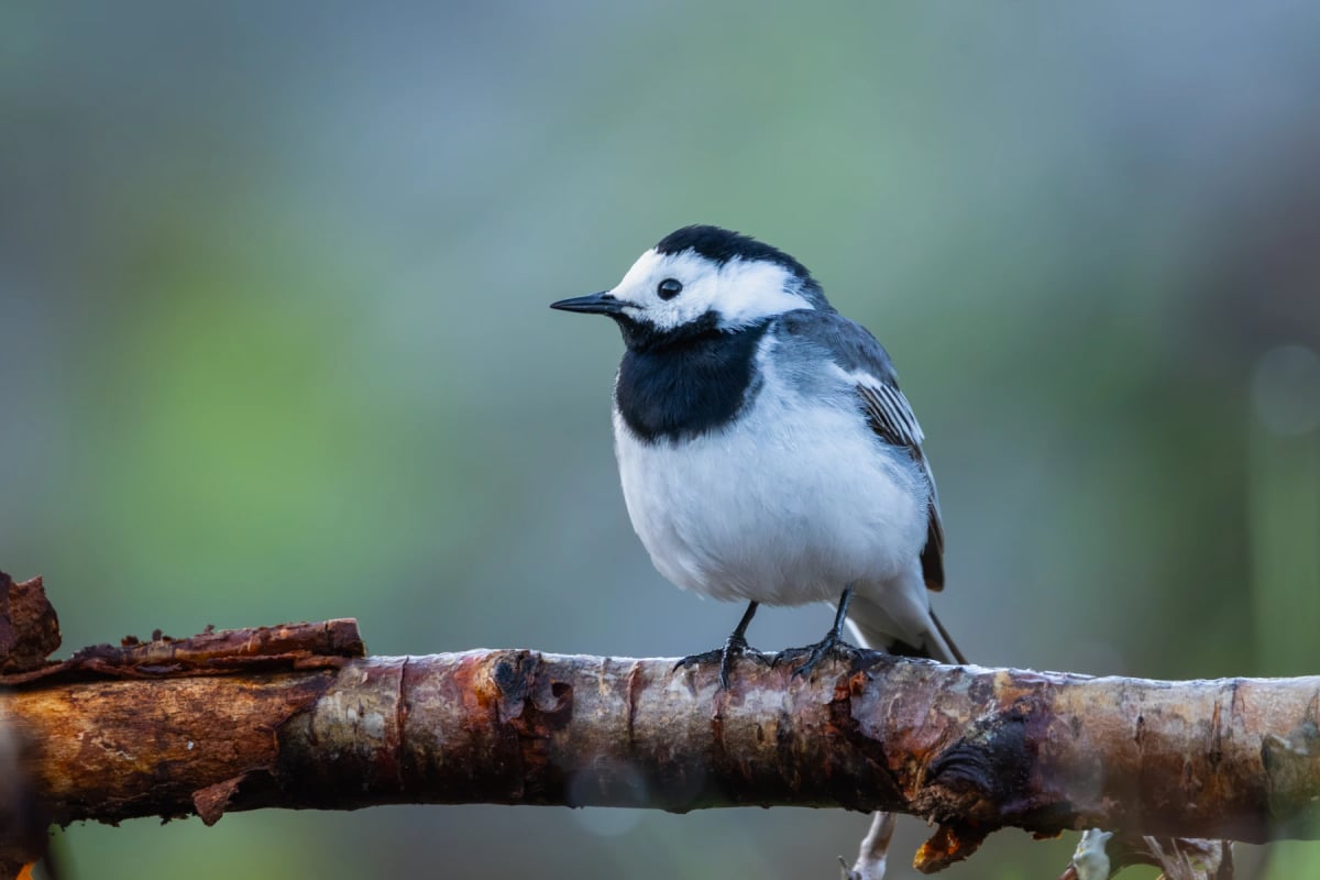 Photo by Snorre Hatlestad Roberg on iStock White Wagtail in the wild